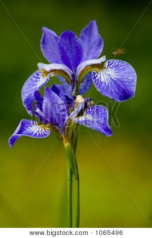 Blume
