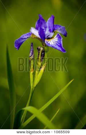 Blume