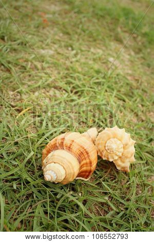 Conchs On Background Of Greengrass At The Sea.