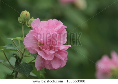 Hibiscus Mutabilis