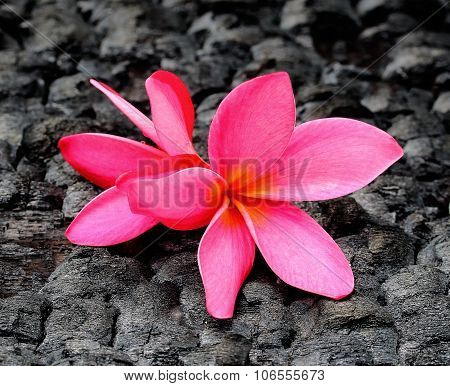 Plumeria On Charcoal Background