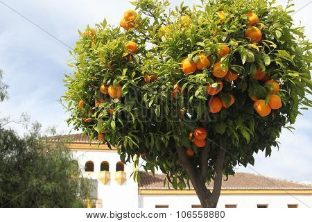 Orange tree