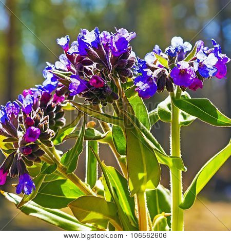 Medunitsa softest (Latin Pulmonaria mollis)