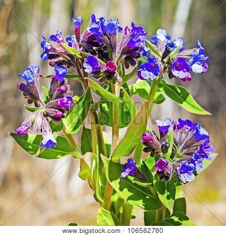 Medunitsa softest (Latin Pulmonaria mollis)