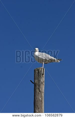 Seagull