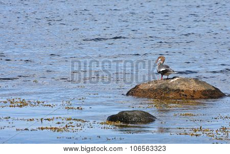 Nature in south Sweden in the province of Skaane