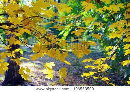 Maple Branches With Yellow Leaves In The Foreground