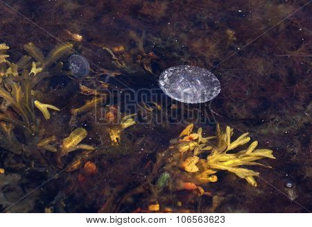Nature in south Sweden in the province of Skaane