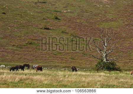 Horses In Sweden