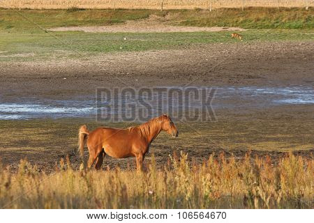 Nature and horses in south Sweden in the province of Sk