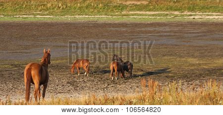 Nature and horses in south Sweden in the province of Skaane