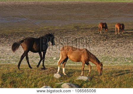 Nature and horses in south Sweden in the province of Skaane