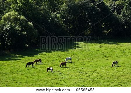 Nature in south Sweden in the province of Skaane