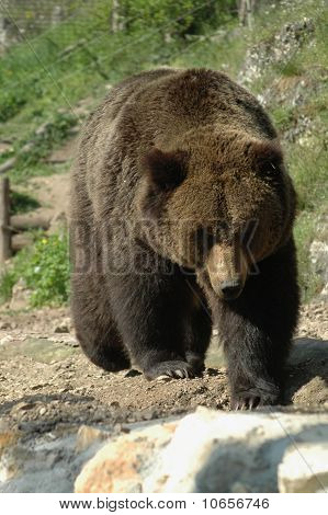 Kamtjatka brunbjørn (Ursus arctos beringianus)