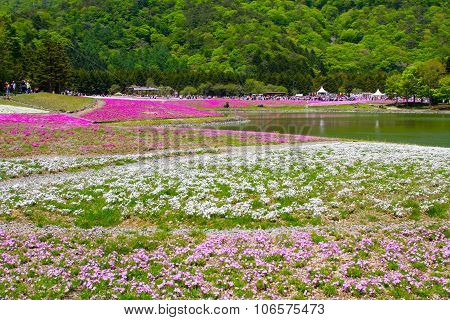 NASHIYAMA, JAPAN May 2015: People from Tokyo and other cities come to Mt. Fuji and enjoy the cherry