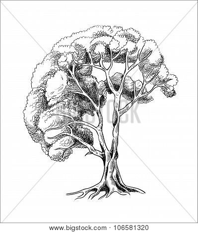 vector tree sketch engraving, ink silhouette of a tree hand drawn