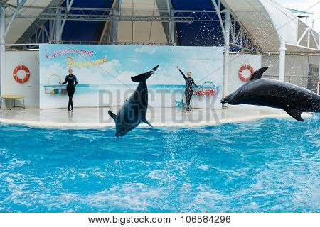 Dolphin Show Scene