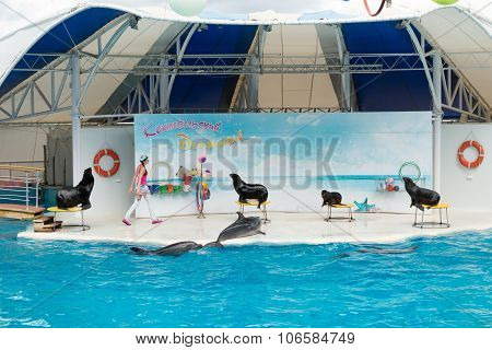 Dolphin Show Scene