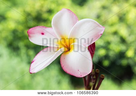 Flowers plumeria or frangipani with fresh mood