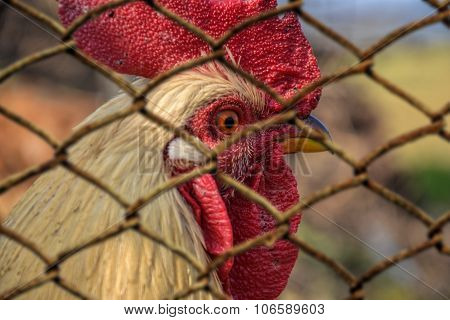 Caged rooster, Unfree range range, Farm animal in cage