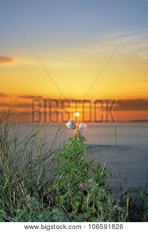 Tall Thistles On The Wild Atlantic Way At Sunset