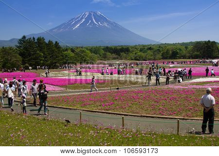 NASHIYAMA, JAPAN May 2015: People from Tokyo and other cities come to Mt. Fuji and enjoy the cherry