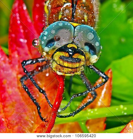 Looking dragonflies