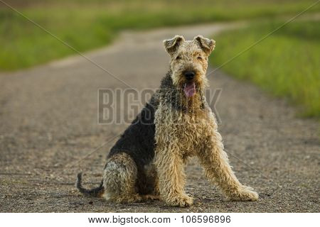 Dog. Airedale.