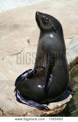 Sealion 15
