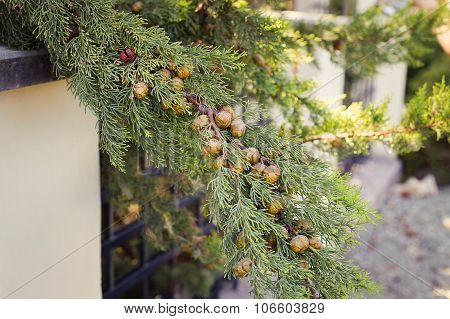 Ripe Cypress Cones On A Tree On Blurred Background