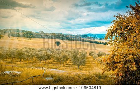 Olive Field In Tuscany