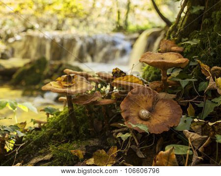 Mushroom In Nature