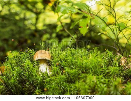 Boletus Mushroom