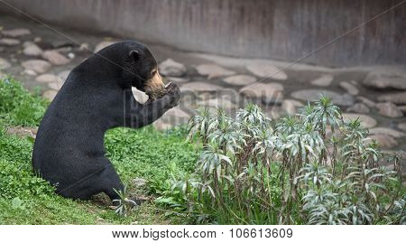 Sitting Malayan Sun Bear