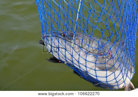 Catfhish caught in net