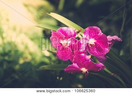 Beautiful Blooming Orchids In Forest