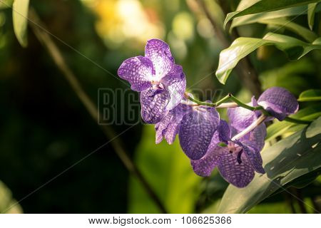 Beautiful Blooming Orchids In Forest
