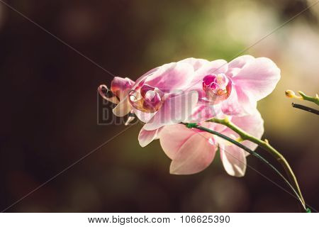 Beautiful Blooming Orchids In Forest