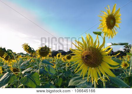 Sunflower garden with blue sky in background