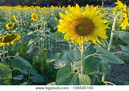 Sunflower garden with blue sky in background