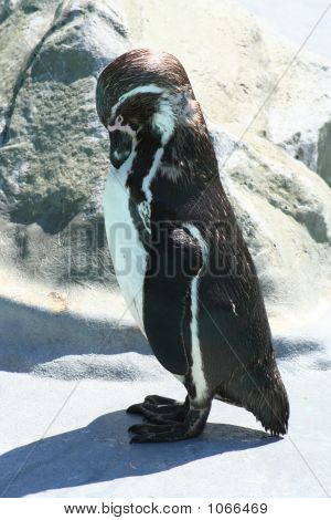 Pinguine-102