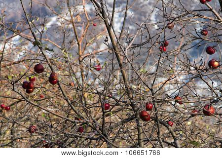 Apples On The Tree