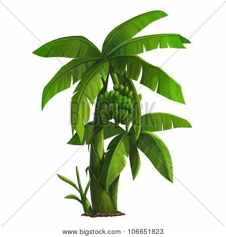 Banana Tree