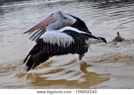 Pelican Taking Flight: Moore River, Western Australia