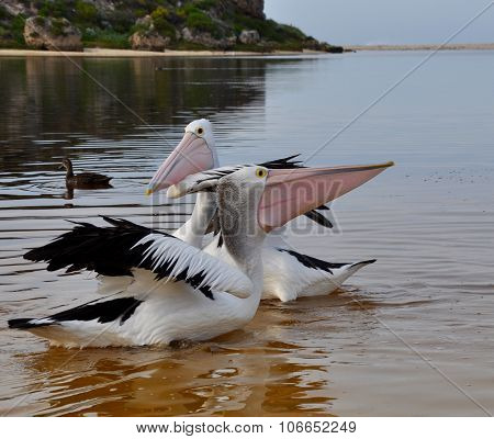 Pelican's Face Off: Moore River, Western Australia