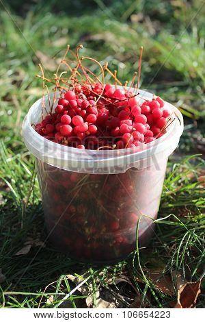 red ripe schisandra in the bucket
