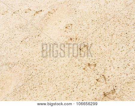 Seagull Footprints Sand