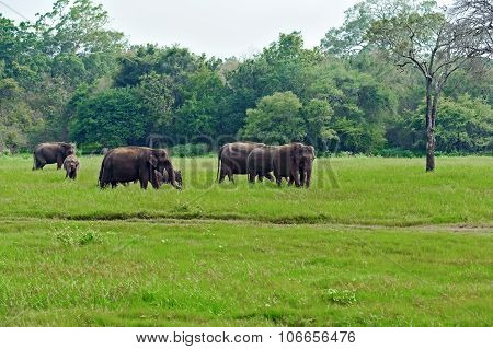 Indian Elephants