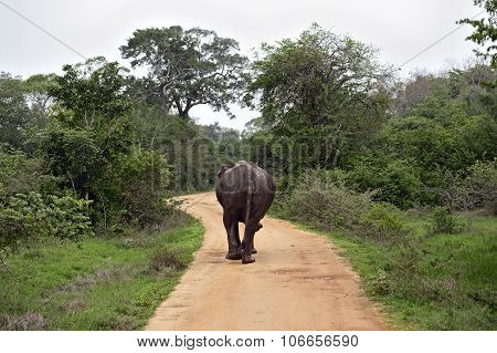 Indian Elephants