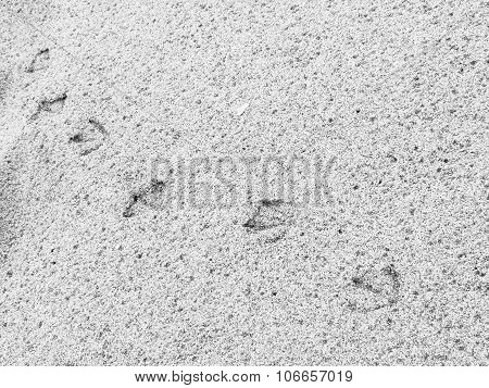 Seagull Footprints Sand